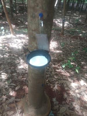 Lấy Mủ Cao Su Bằng Khí