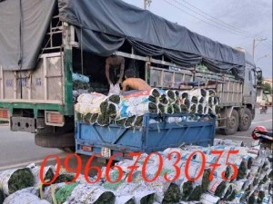Cỏ sân vườn cỏ kiểng