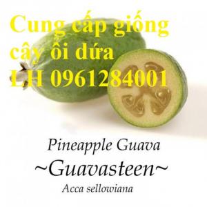 Cung cấp giống cây ổi dứa Australia, cây ổi dứa nhập khẩu uy tín