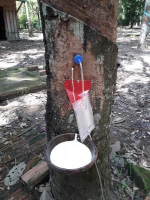 Túi Lấy Mủ Cao Su Bằng Khí Etilen