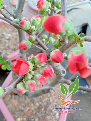 Cây giống Mai Đỏ