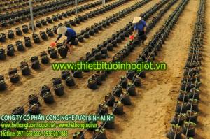 Hệ thống tưới nhỏ giọt Israel, đầu tưới nhỏ giọt bù áp, dây tưới nhỏ giọt bù áp, báo giá hệ thống tưới nhỏ giọt