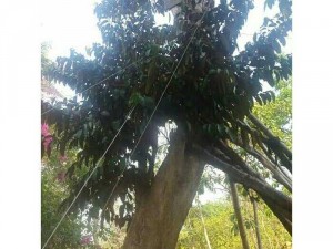 Bán Cây Vú Sữa Lớn