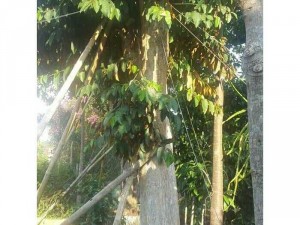 Bán Cây Vú Sữa Lớn
