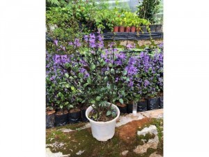 Mona Lavender