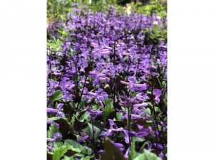 Mona Lavender