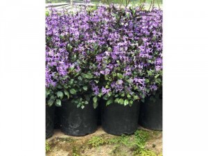 Mona Lavender
