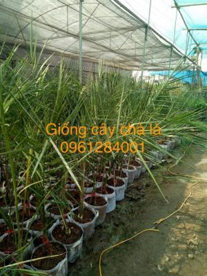 Cây chà là Thái Lan, cây chà là, cây giống F1, giao hàng toàn quốc, uy tín, chất lượng