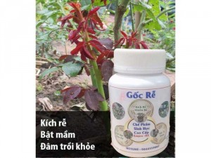hoa hồng gốc đại