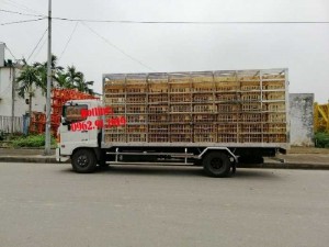 Xe chở gia cầm gà vit 6 tấn Hino FC