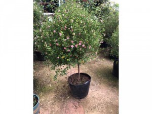 Cây giống cẩm quỳ thân gỗ