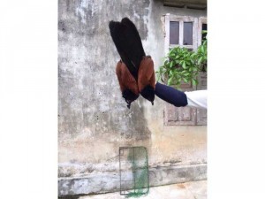 bìm bịp giả