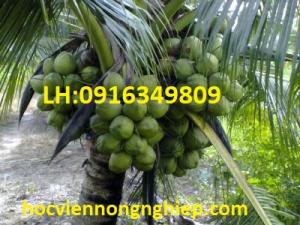 Giống cây dừa dứa