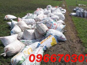 Cỏ sân vườn cỏ trang trí cỏ kiểng