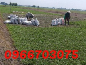 Cỏ sân vườn cỏ trang trí cỏ kiểng