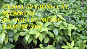 GIỐNG CÂY BƠ BOOTH hàng chuẩn F1 mang lại năng suất và chất lượng cho người trồng