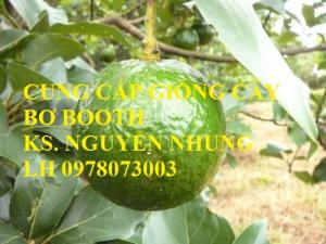 GIỐNG CÂY BƠ BOOTH hàng chuẩn F1 mang lại năng suất và chất lượng cho người trồng