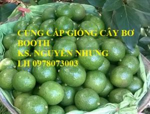 GIỐNG CÂY BƠ BOOTH hàng chuẩn F1 mang lại năng suất và chất lượng cho người trồng