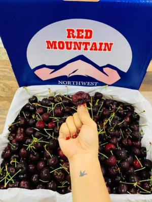 Cherry đỏ Red Moutain size 10.5
