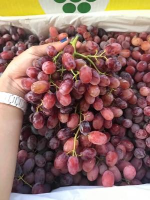 Nho đỏ Crimson Úc