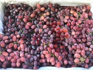 Nho đỏ Crimson Úc