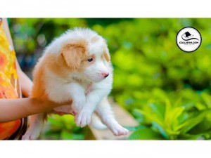 Border Collie mầu vàng trắng