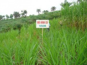 Giống cỏ VA06, hom giống VA06, cỏ ghi nê, cỏ sả, cỏ sữa, số lượng lớn, giao hàng toàn quốc