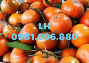 Giống cam đường canh