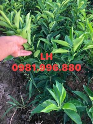 Giống cam đường canh