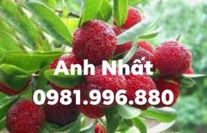 Cung cấp giống Thanh Mai