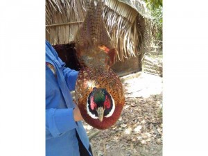 Bán chim giống 1.500k cặp