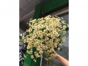 Hạt giống cúc Tana