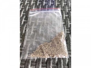 Hạt giống cúc Tana
