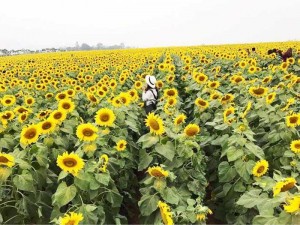 Hướng dương trồng lấy hạt - hướng dương cao sản