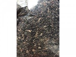 Hướng dương trồng lấy hạt - hướng dương cao sản