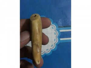 răng cọp