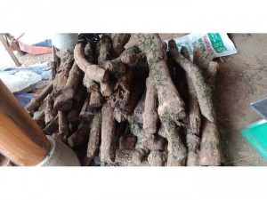 Cao gắm chữa Gout và Xương Khớp