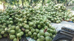 Vựa dừa Bến Tre Châu Thành dừa xiêm dừa sáp tươi uy tín nhất Sài Gòn