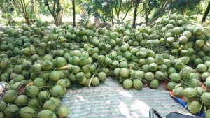 Vựa dừa Bến Tre Châu Thành dừa xiêm dừa sáp tươi uy tín nhất Sài Gòn