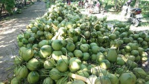 Vựa dừa Bến Tre Châu Thành dừa xiêm dừa sáp tươi uy tín nhất Sài Gòn