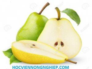 Cung cấp giống cây lê vàng - siêu ngọt