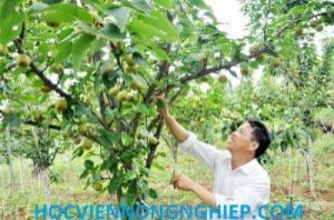 Cung cấp giống cây lê vàng - siêu ngọt