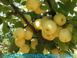 Cung cấp giống cây lê vàng - siêu ngọt