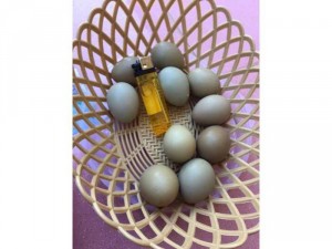 Bán chim trĩ thịt và giống