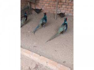 Bán chim trĩ thịt và giống