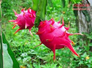 Cung cấp giống cây thanh long ruột đỏ
