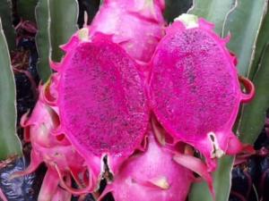Cung cấp giống cây thanh long ruột đỏ