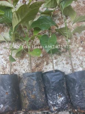Cây húng vịt