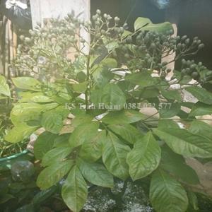cây húng vịt