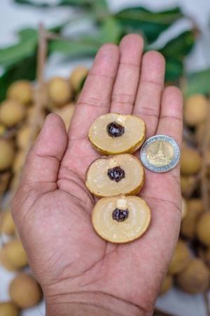 Cây nhãn không hạt